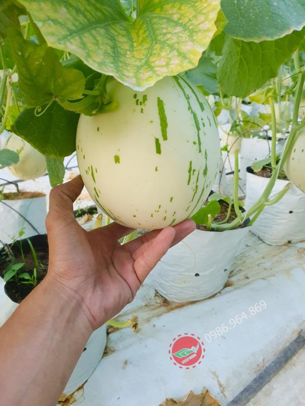 Giống Dưa Sữa Nông Nghiệp Việt GLC - Hình ảnh 7