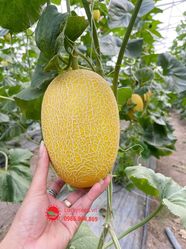 Bộ Giống Dưa Lưới Vàng Chất Lượng - Lucky F1 - Ảnh 6