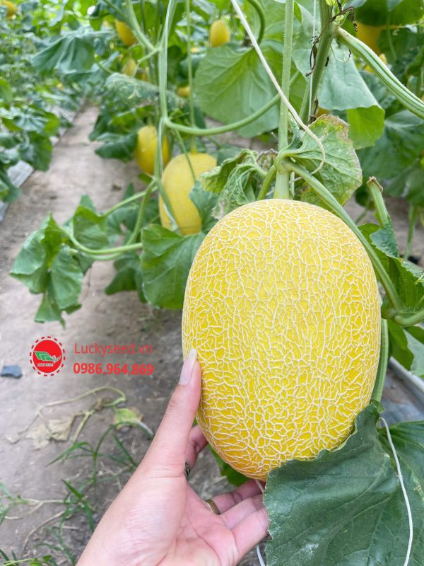 Bộ Giống Dưa Lưới Vàng Chất Lượng - Lucky F1 - Hình ảnh 5