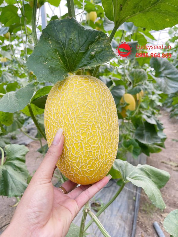 Bộ Giống Dưa Lưới Vàng Chất Lượng - Lucky F1