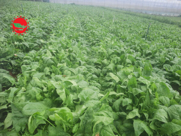 Giống Cải Bó Xôi Lucky Chuyên Canh Nhà Vườn 0986.964.869 - Ảnh 7