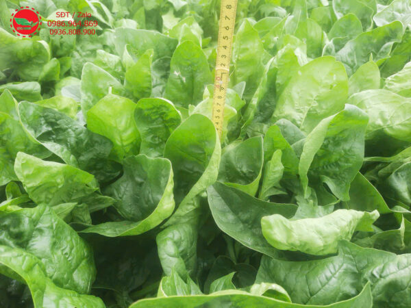 Giống Cải Bó Xôi Lucky Chuyên Canh Nhà Vườn 0986.964.869 - Hình ảnh 3