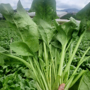 Giống Cải Bó Xôi Lucky Chuyên Canh Nhà Vườn 0986.964.869