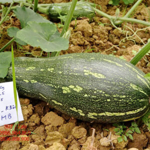 Hạt giống Bí Mật Hugo Lucky - Kim Bôi - Hòa Bình